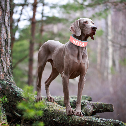 Paws Delight Personalized Wide Leather Dog Collar with Engraved Tag